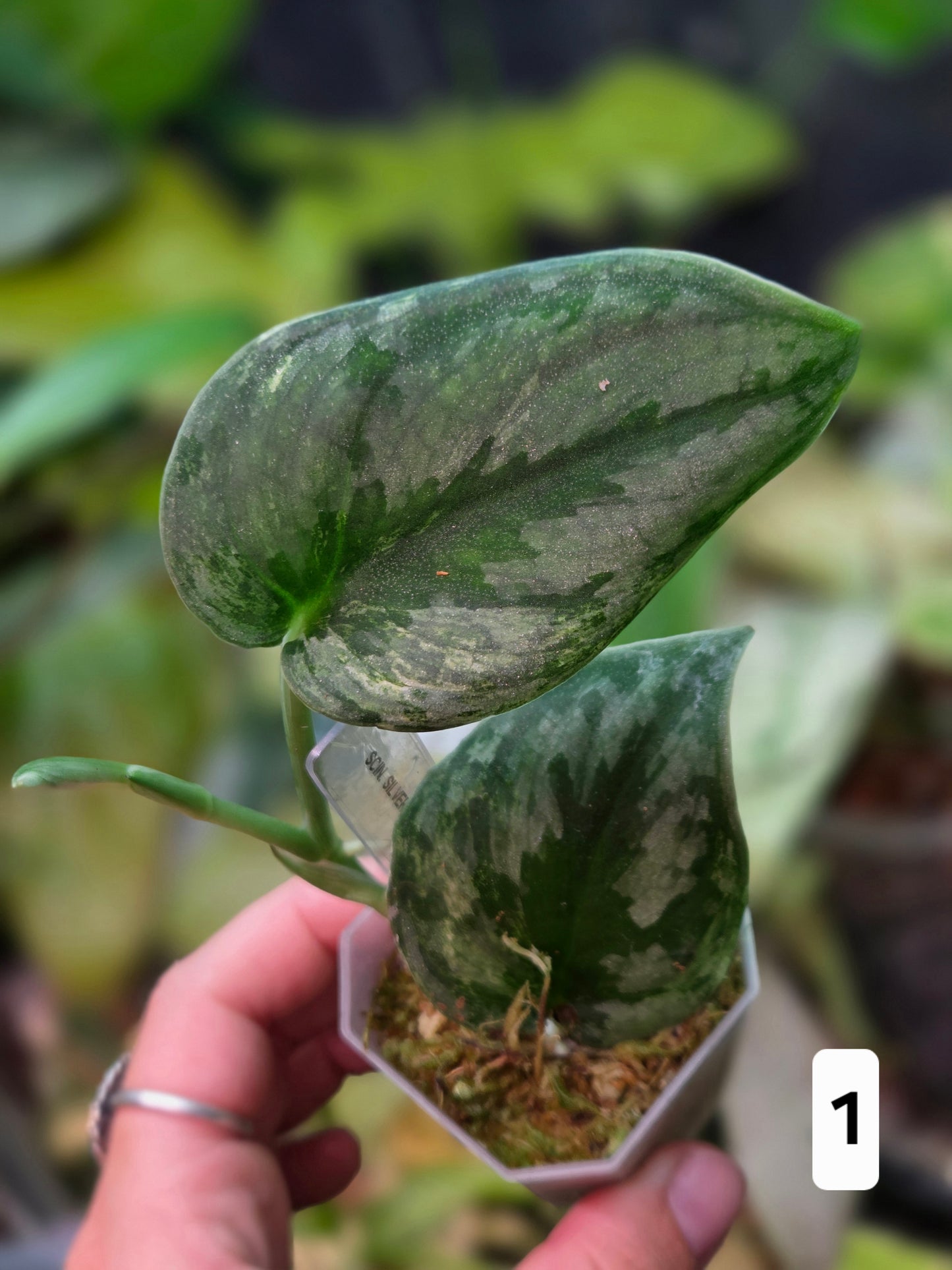 Scindapsus Silver Knight Variegata