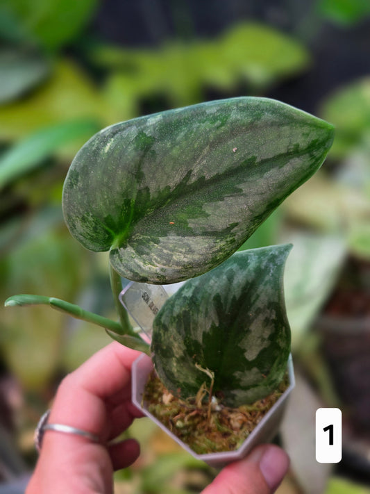 Scindapsus Silver Knight Variegata