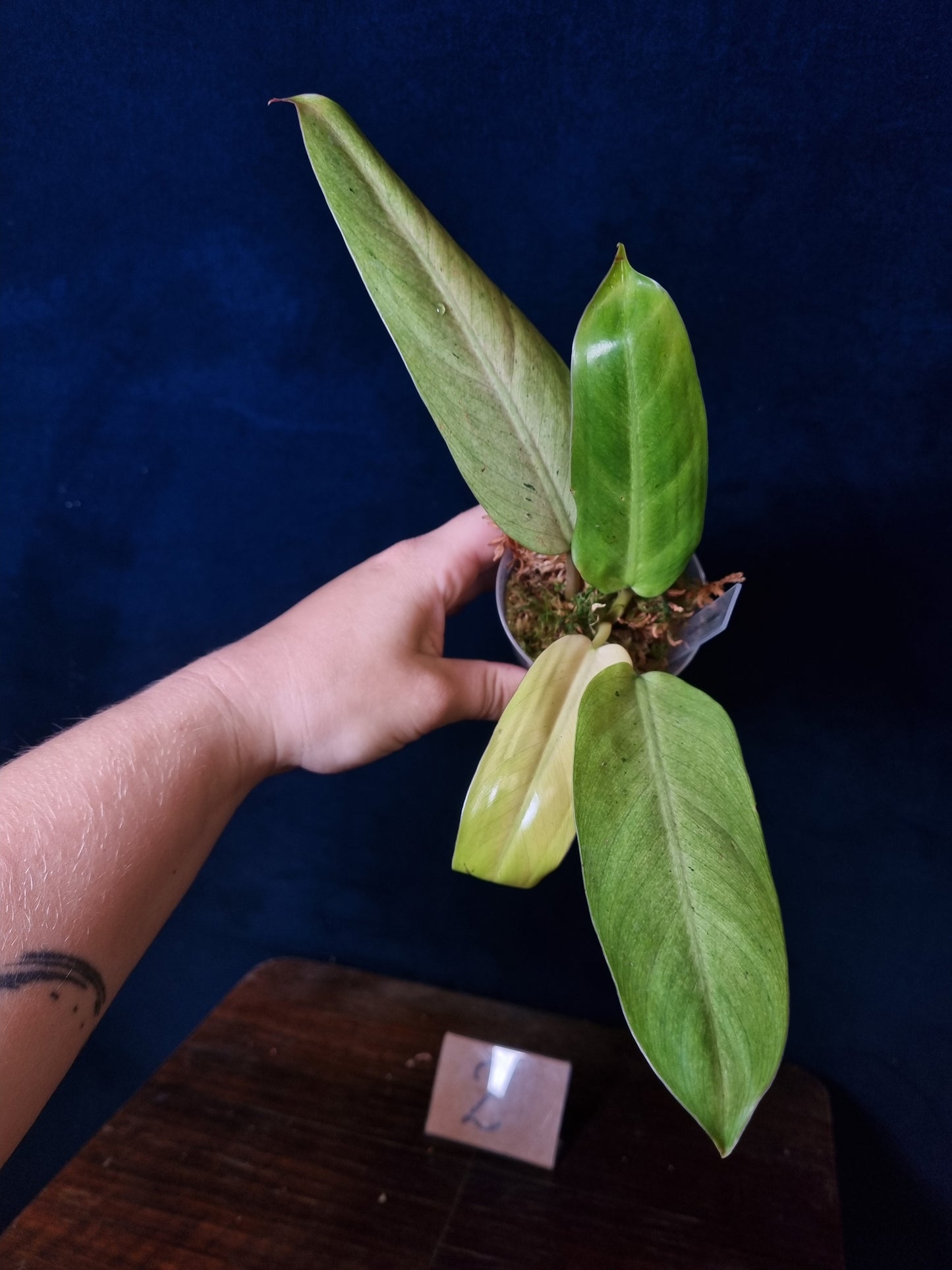 Philodendron Whipple Way Mottled