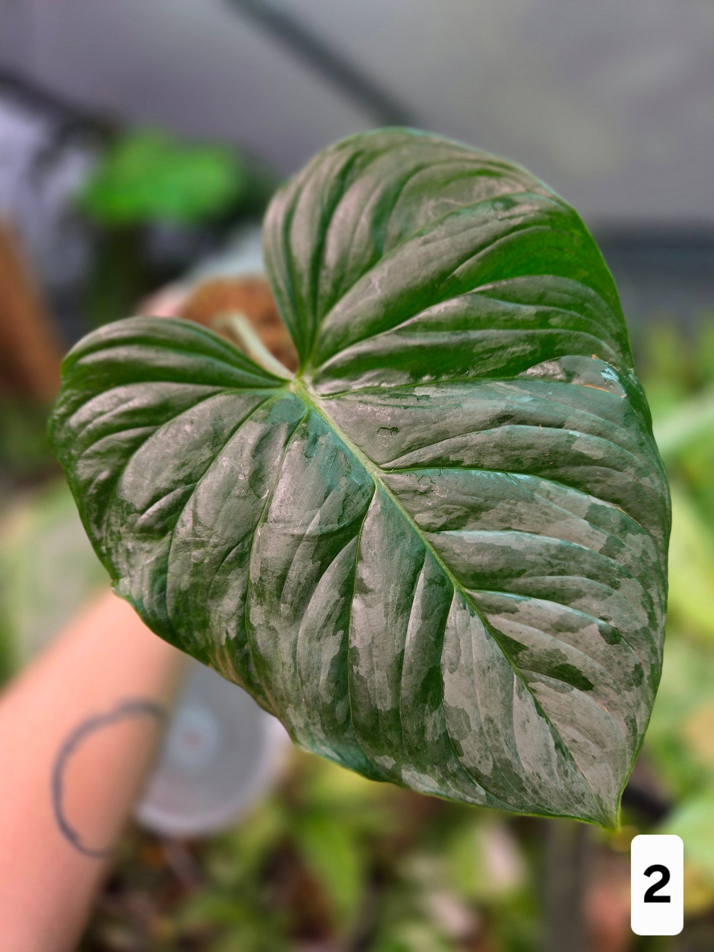 Philodendron Majestic