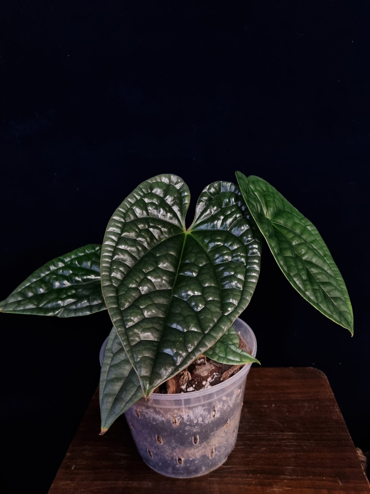 Anthurium Luxurians