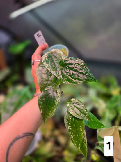 Piper Macropiper Variegata