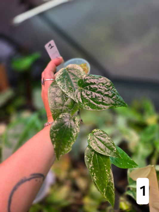 Piper Macropiper Variegata