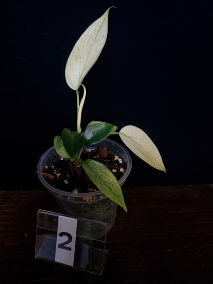 Philodendron Florida Ghost Small