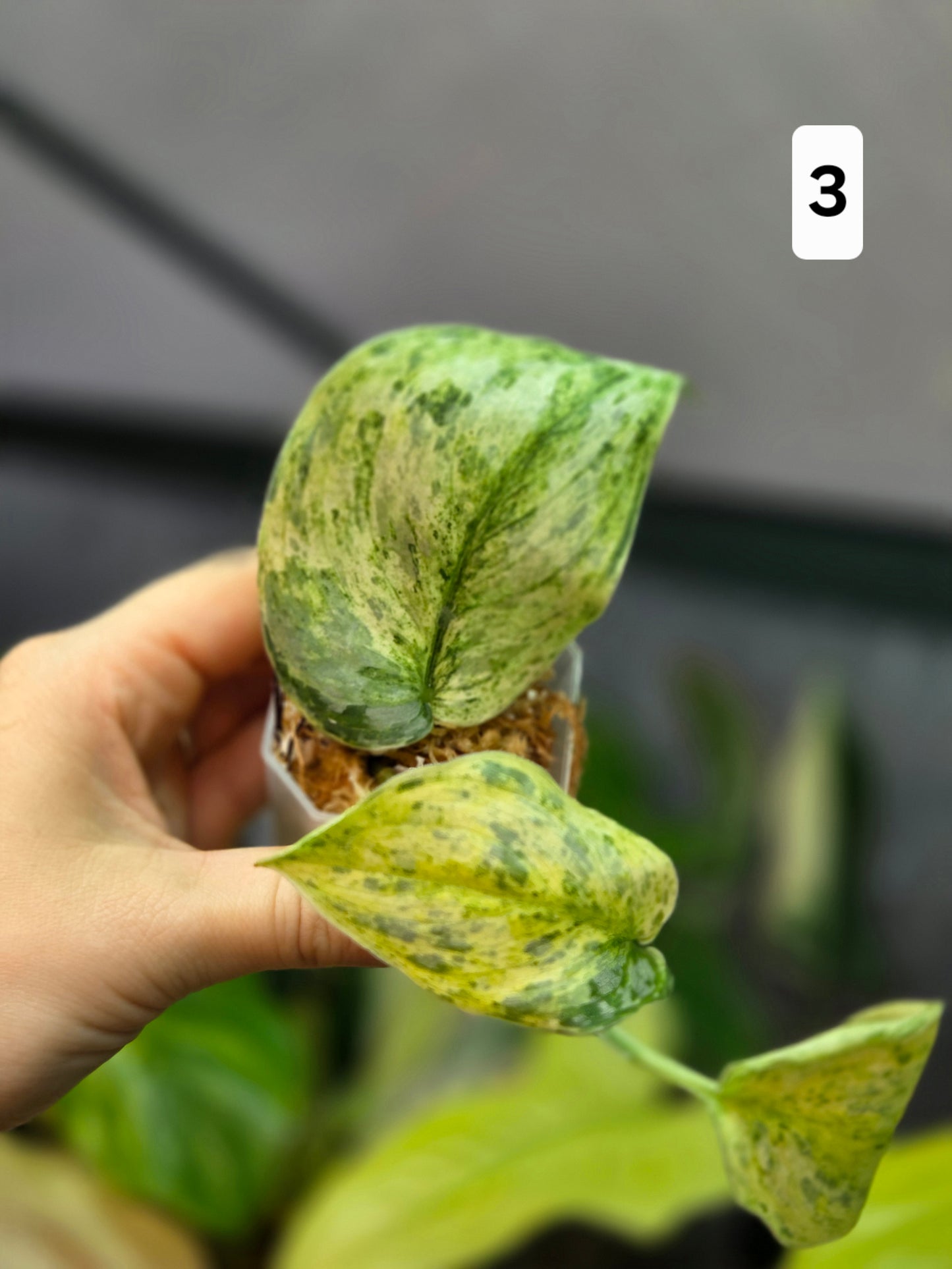 Scindapsus Peasun Small