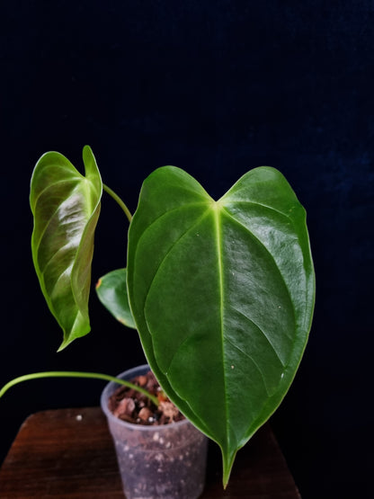 Anthurium Esmeraldense