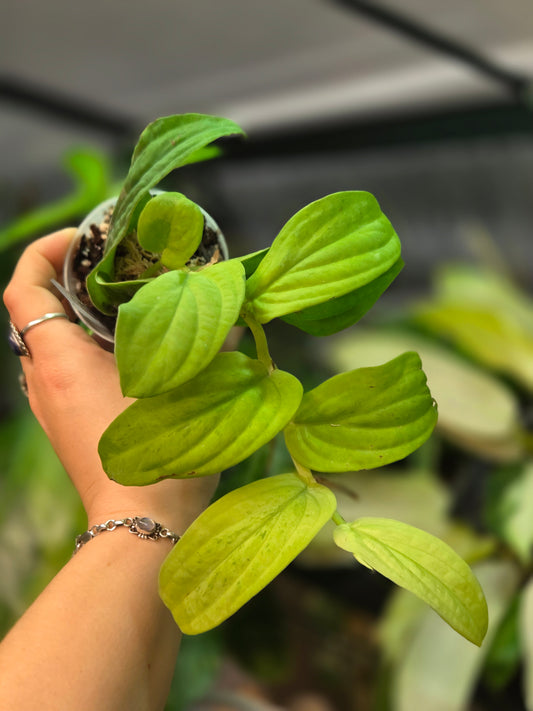 Rhaphidophora Korthalsii Marble Aurea