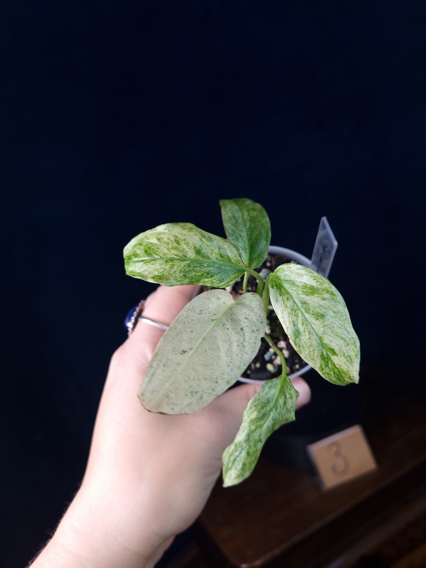 Monstera Laniata Mint