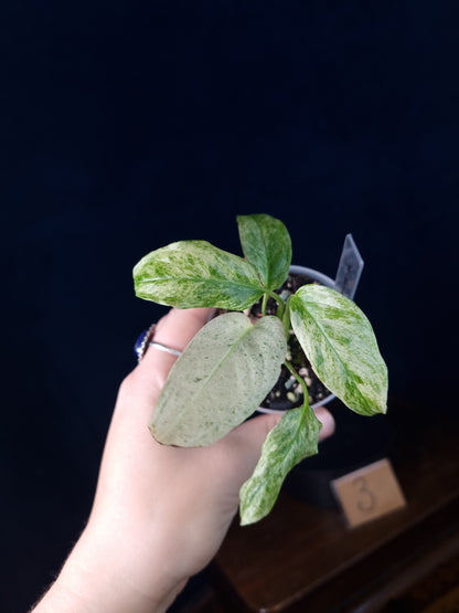 Monstera Laniata Mint