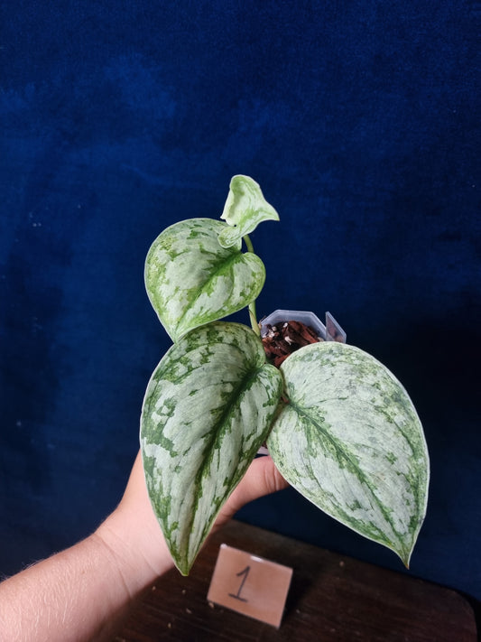 Scindapsus Peasun Medium