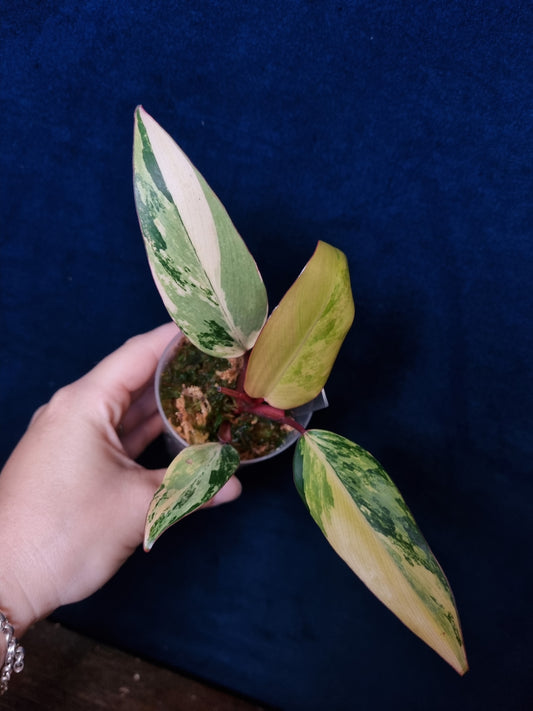 Philodendron Strawberry Shake