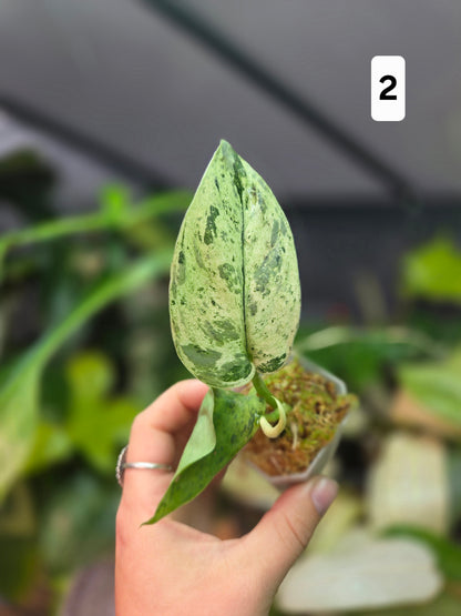 Scindapsus Jade Satin Marble Queen Small