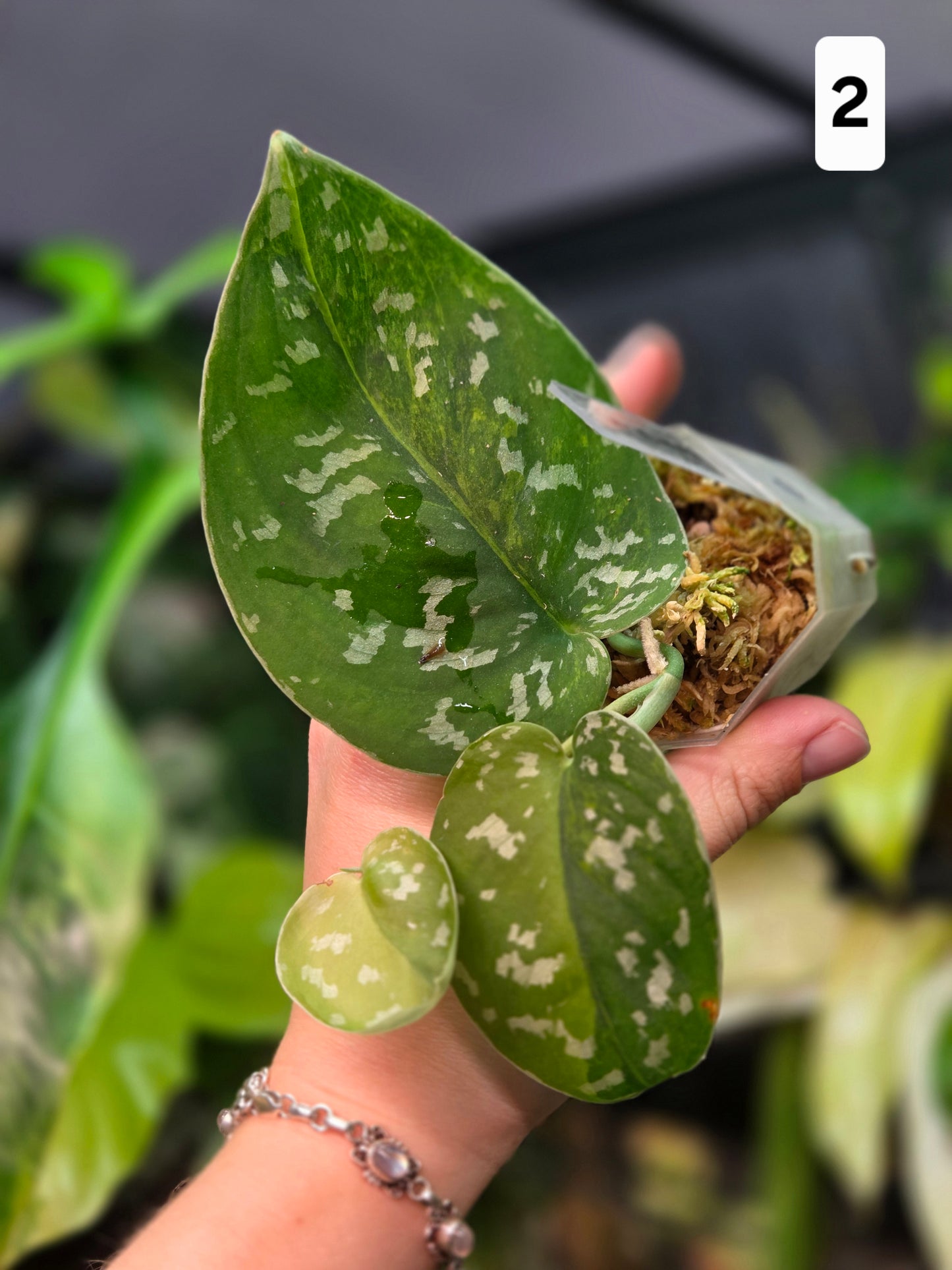 Scindapsus Sentarum Variegata