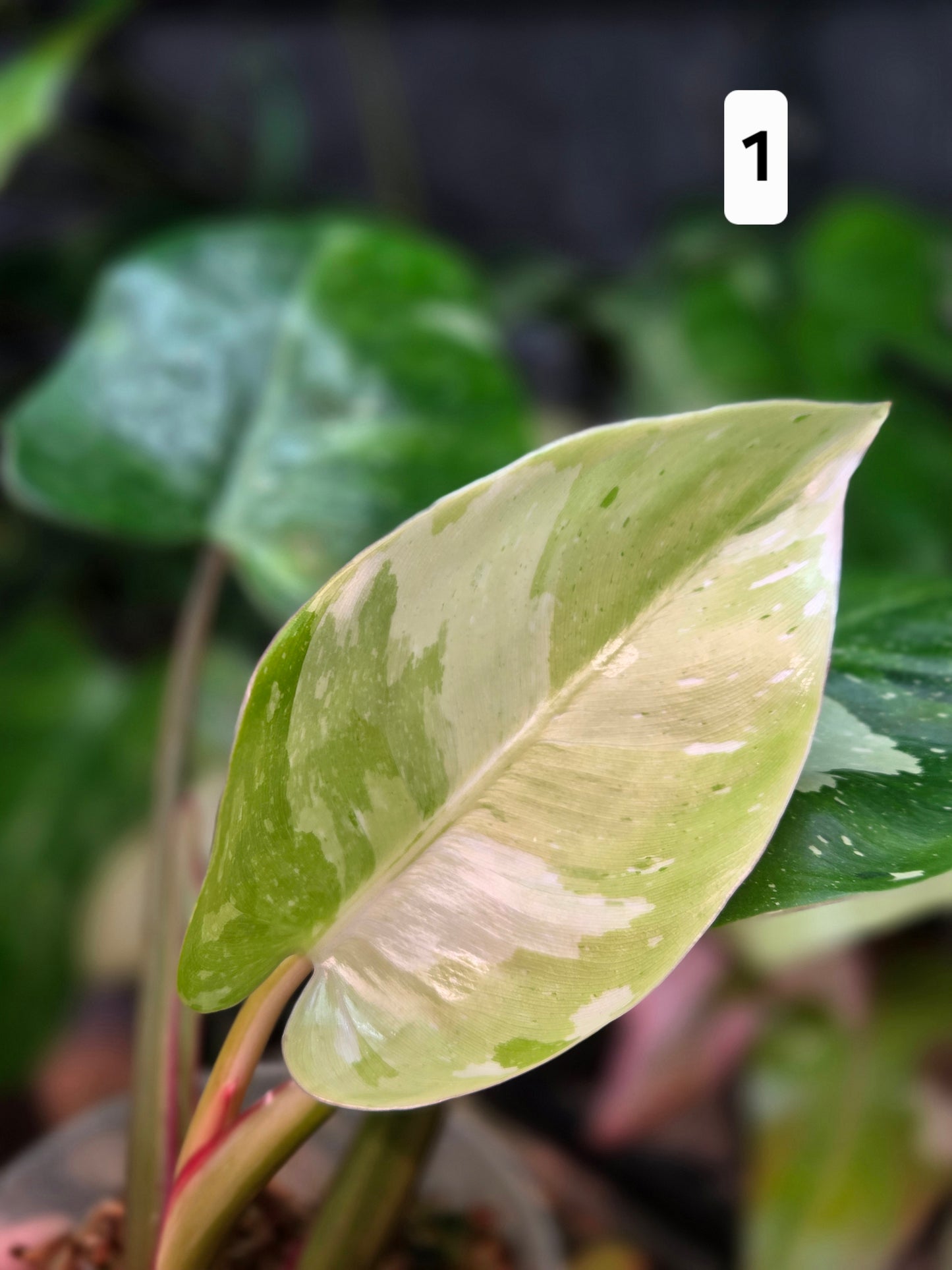 Philodendron White Princes Tricolor Lime/ Fresh Aurea
