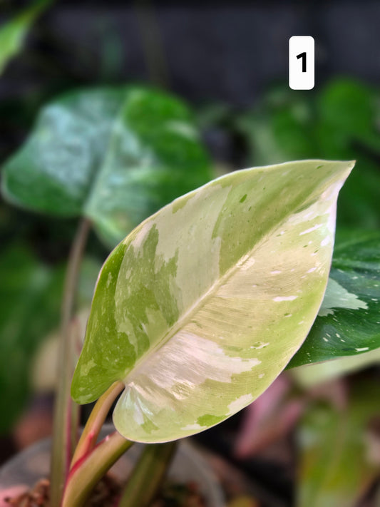 Philodendron White Princes Aurea/Tricolor