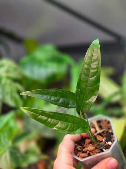 Monstera Obliqua Yasuni