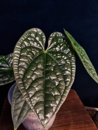 Anthurium Luxurians