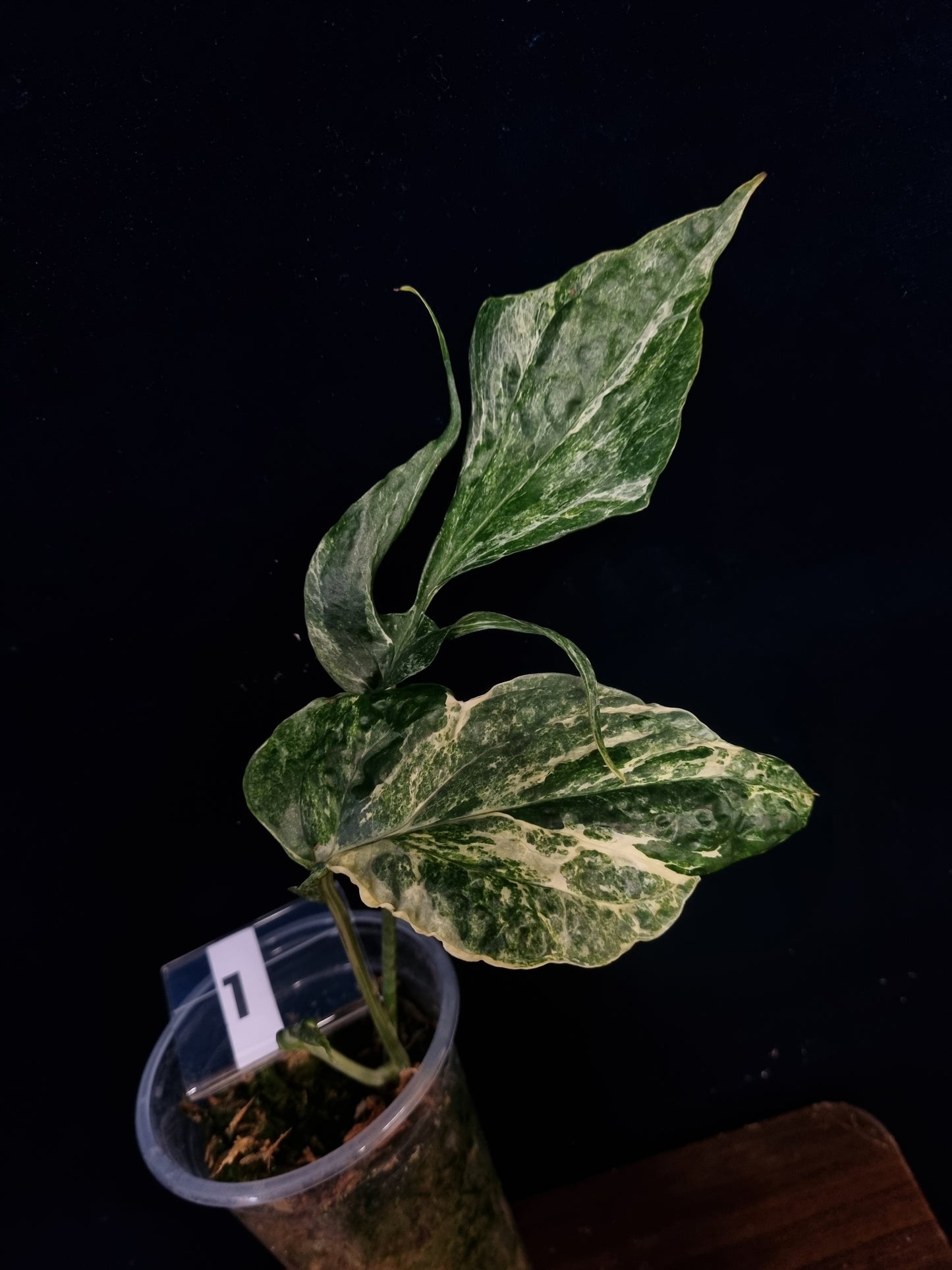 Amydrium Zippelianum Variegata