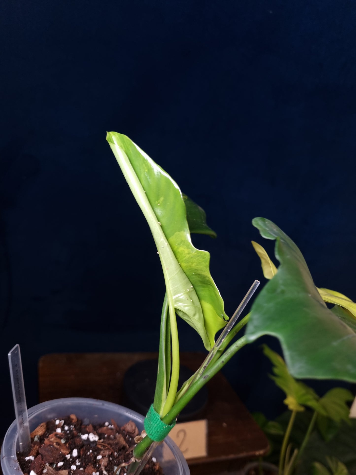 Philodendron Florida Beauty x Mayoi