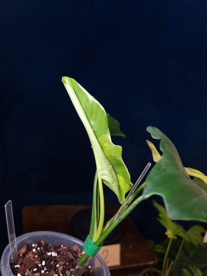 Philodendron Florida Beauty x Mayoi