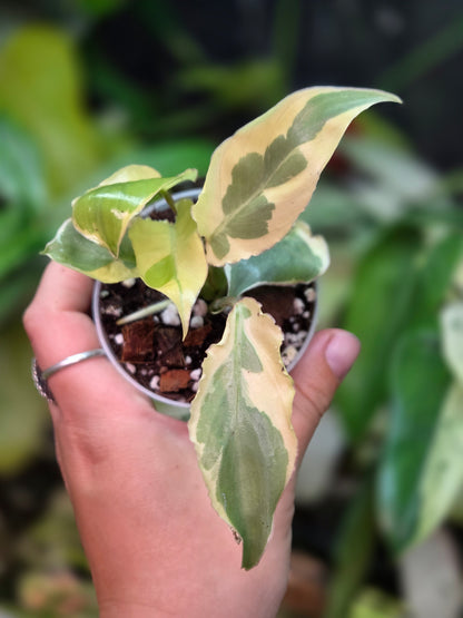 Philodendron Burle Marx White Lava