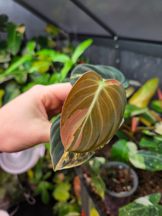 Philodendron Melanochrysum High Variegation