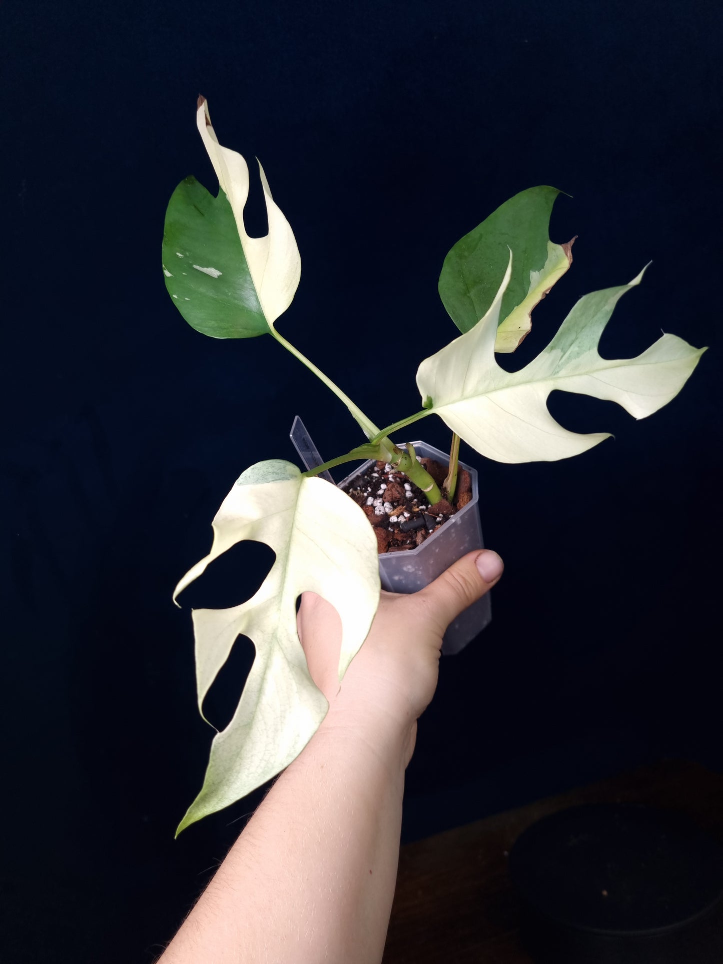 Rhaphidophora Tetrasperma Albo Variegata