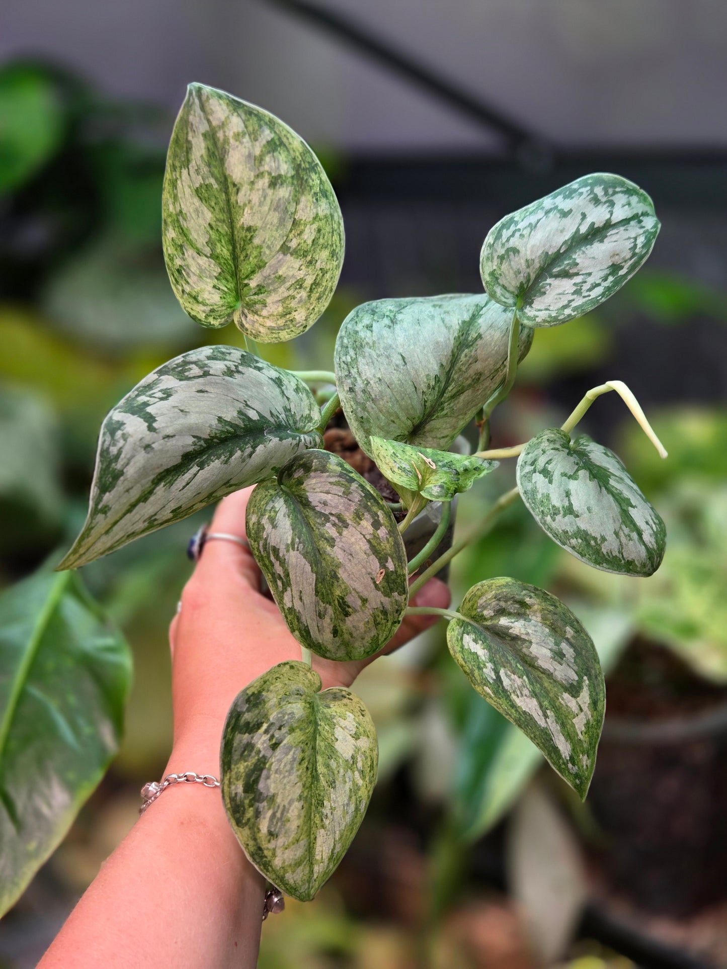 Scindapsus Peasun - Large