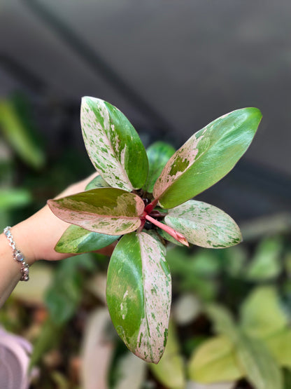 Philodendron Red Congo Marble Dwarf