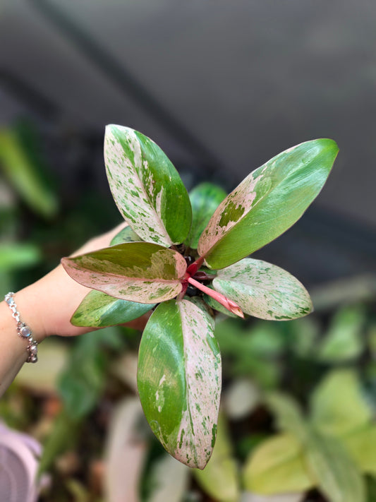 Philodendron Red Congo Marble Dwarf