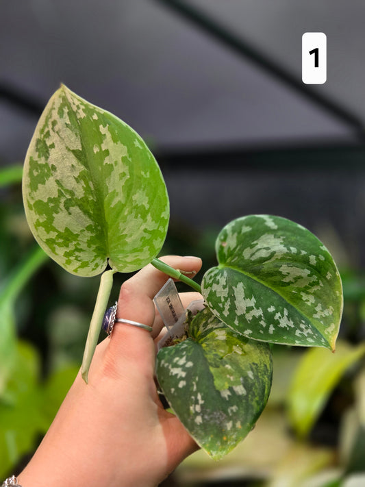Scindapsus Sentarum Variegata