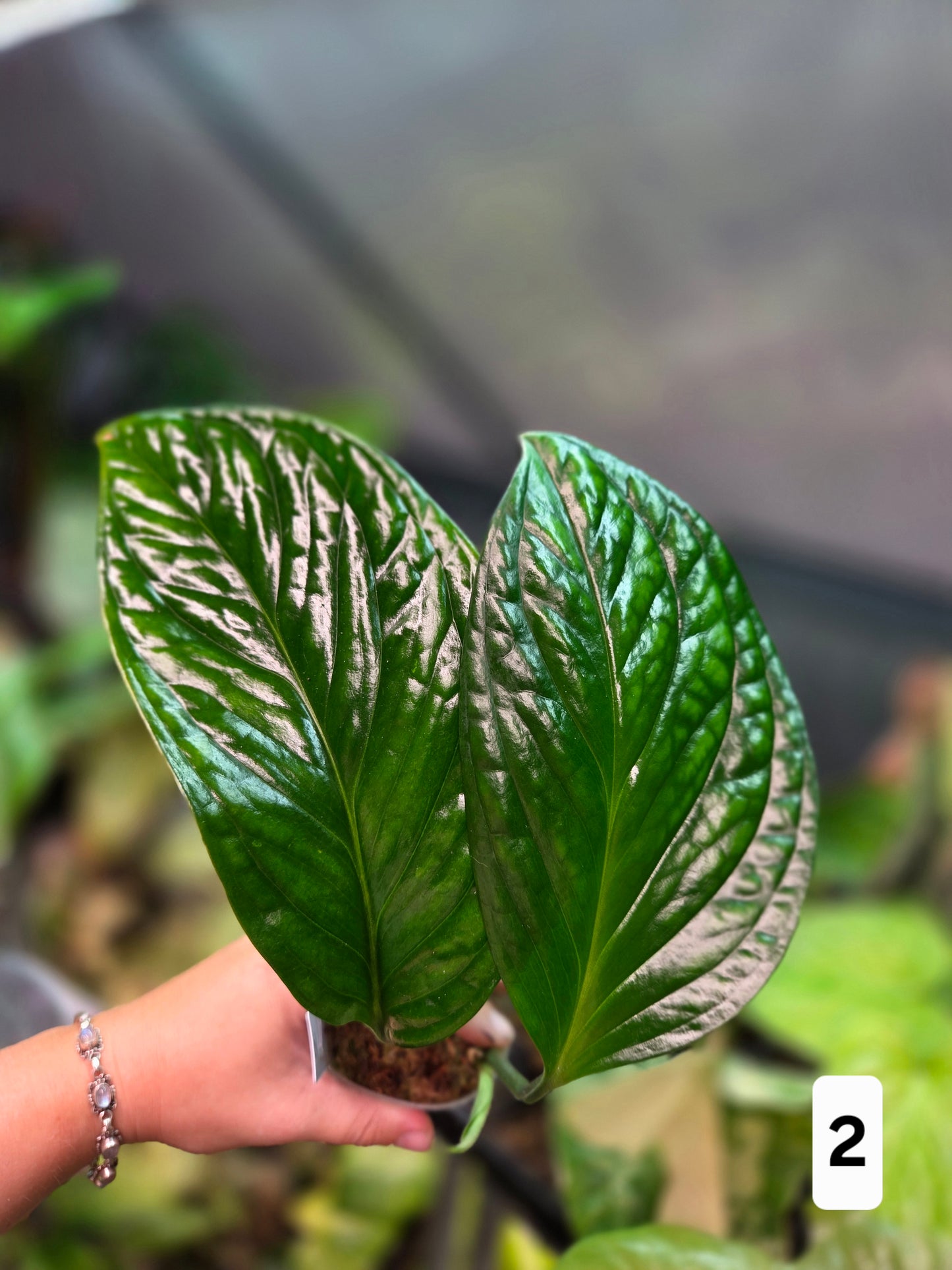 Monstera Pinnatipartita