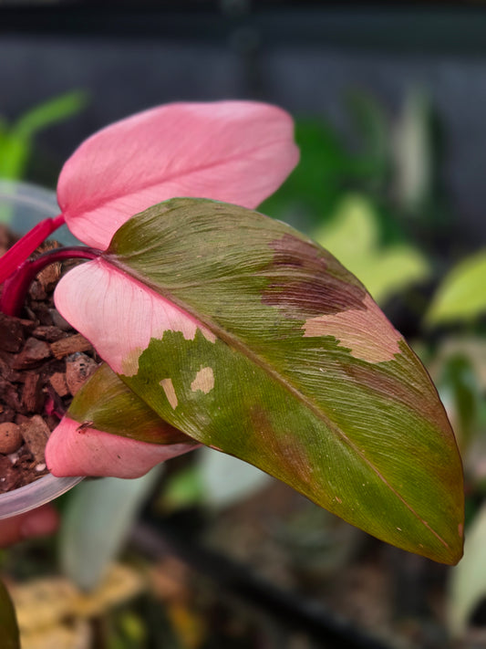 Philodendron Persimmon Princess