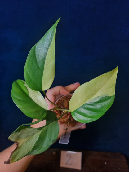 Rhaphidophora Tetrasperma Albo Variegata