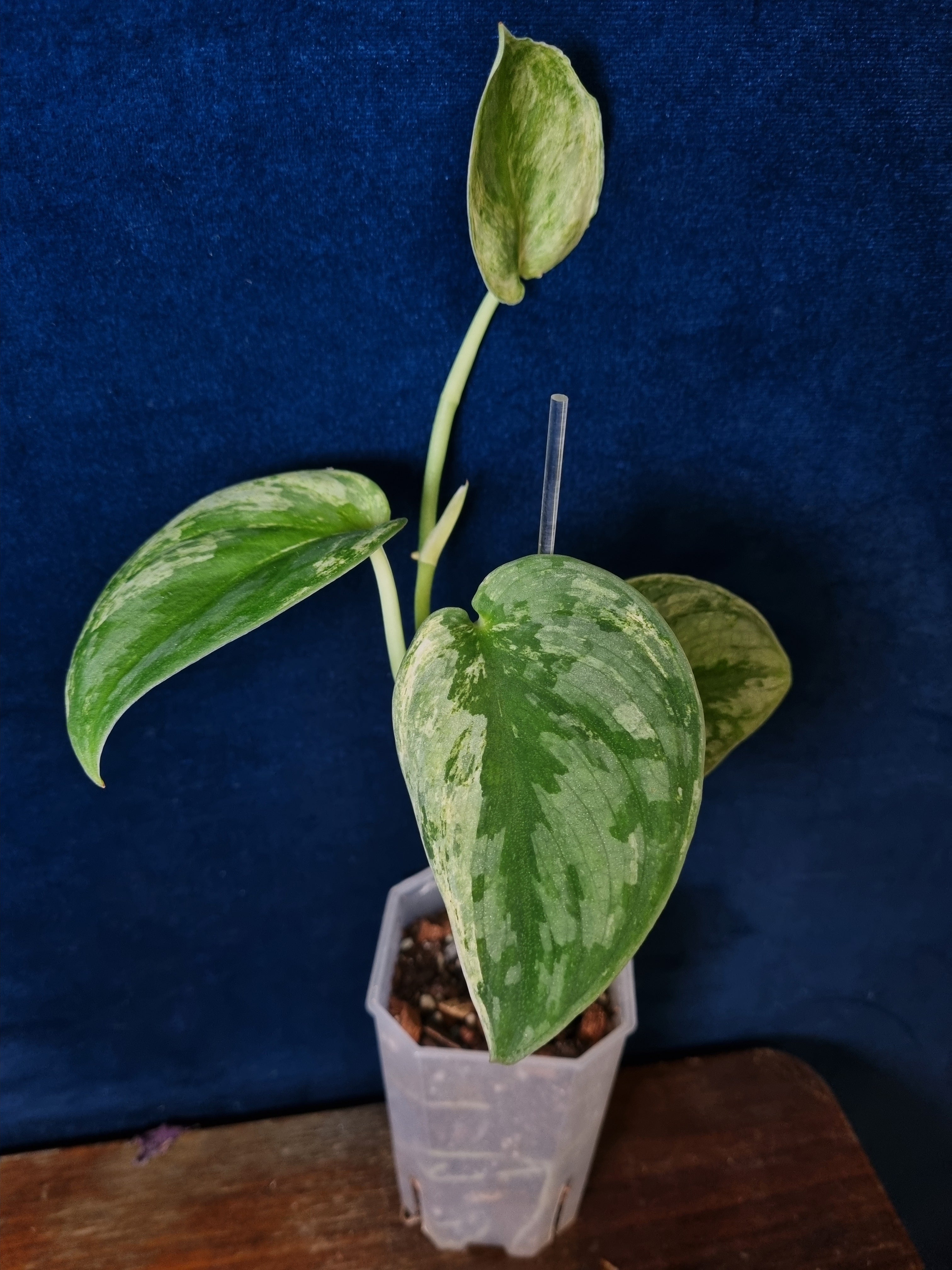 Scindapsus Silver Knight Variegated | Tricolor Form | Rare Find