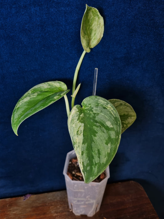 Scindapsus Silver Knight Variegata