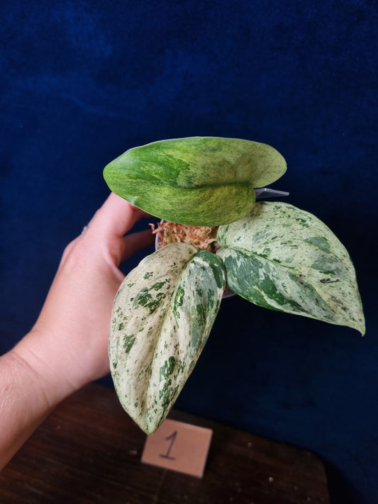 Scindapsus Jade Satin Marbe Queen Medium