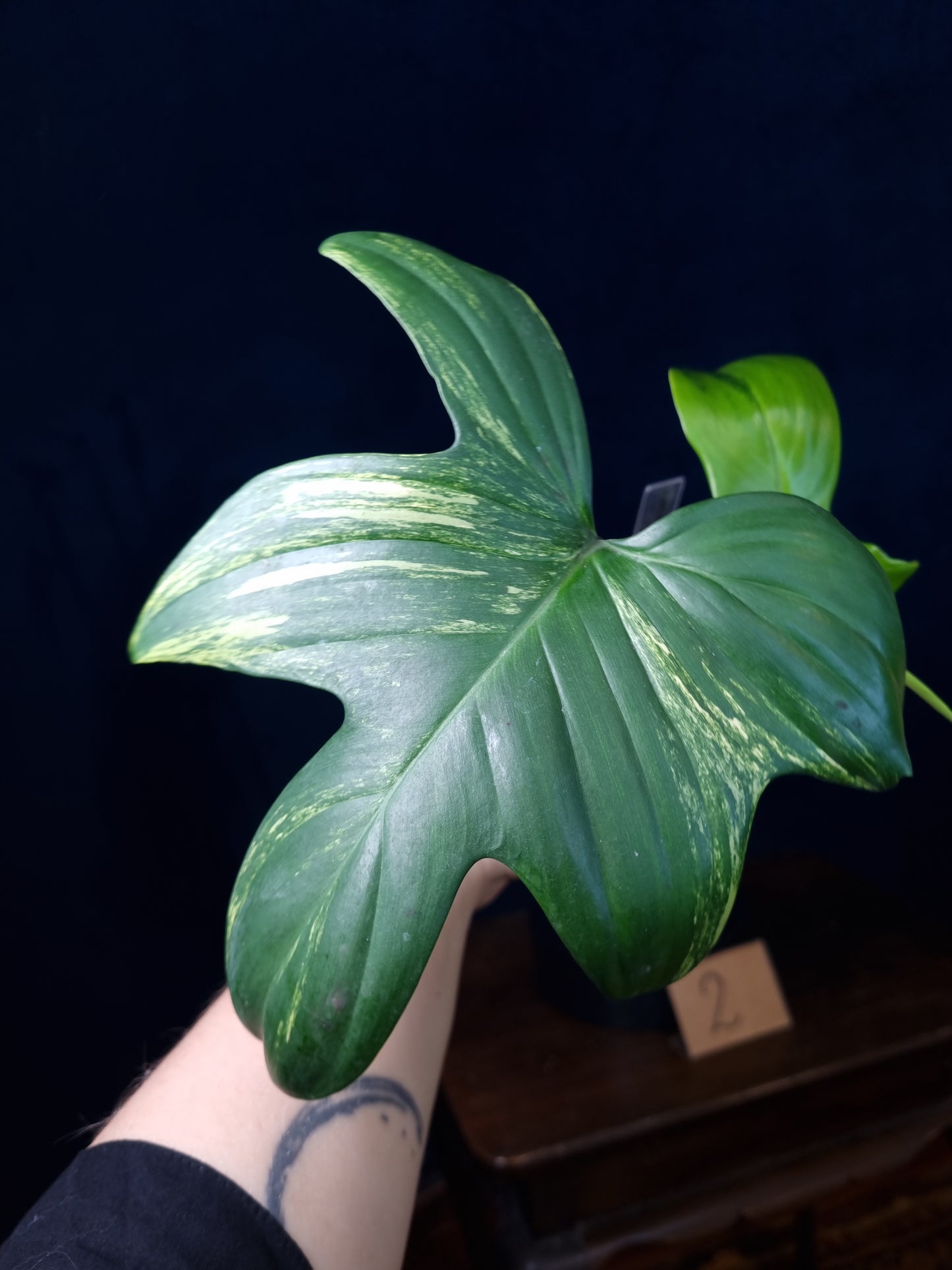 Philodendron Pedatum Variegata