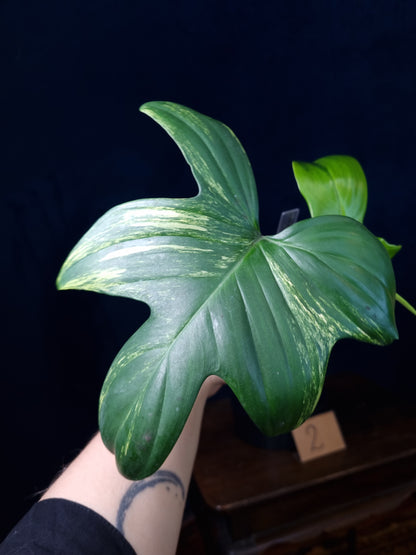 Philodendron Pedatum Variegata