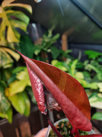 Philodendron Orange Princess