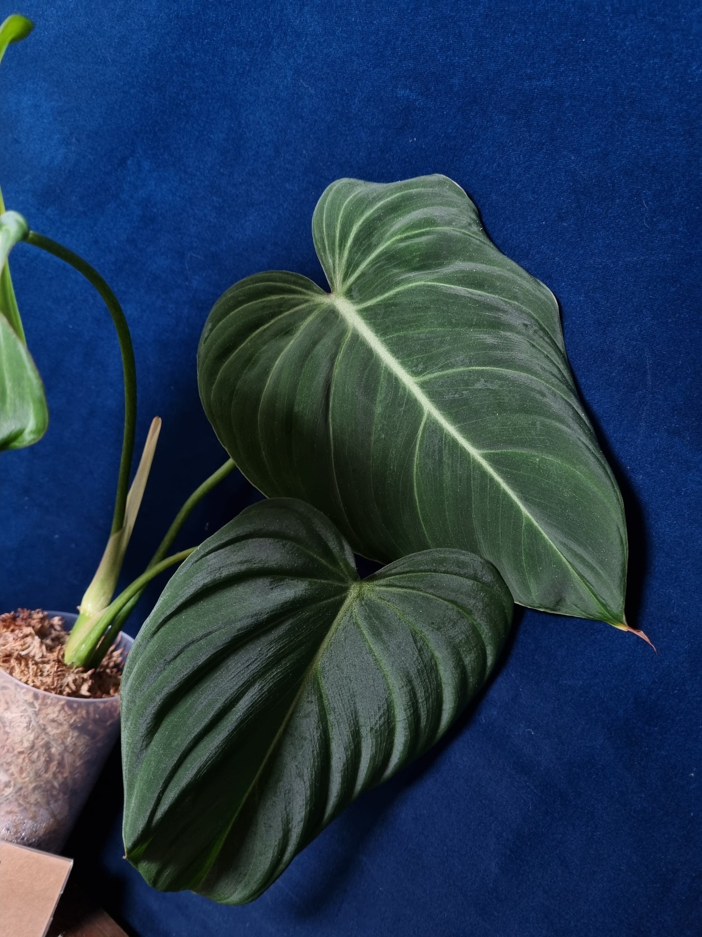 Philodendron Glorious