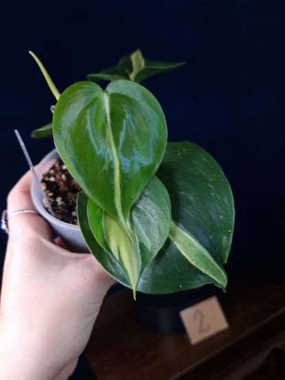 Philodendron Cream Splash Big Leaves