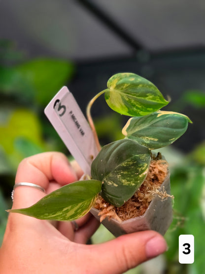 Philodendron Micans Variegata