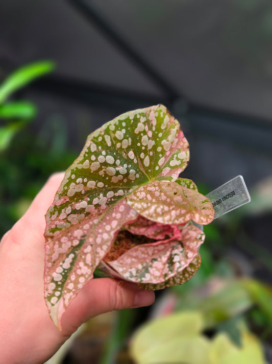 Begonia Snowcap Variegata