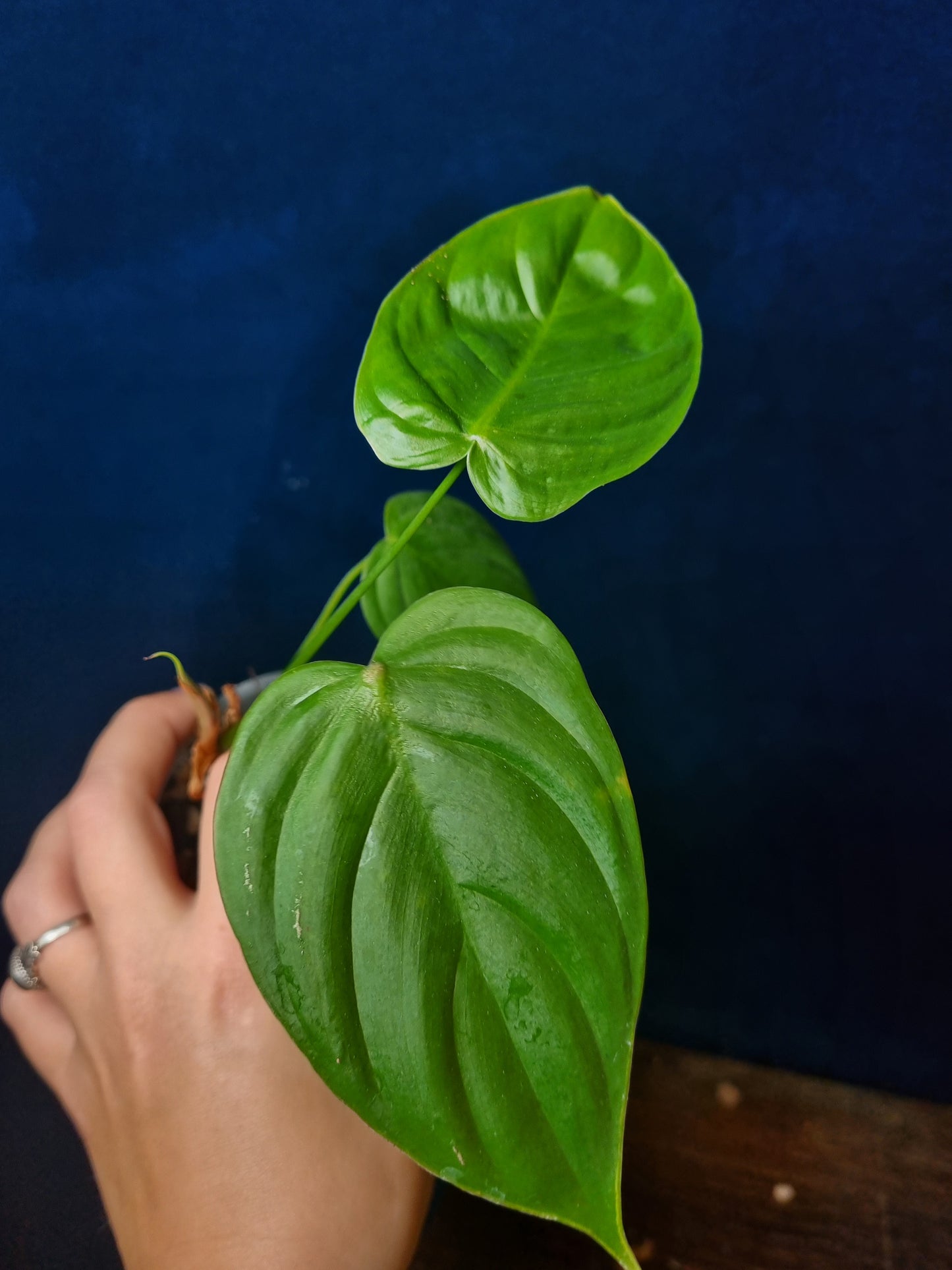 Philodendron Tenue