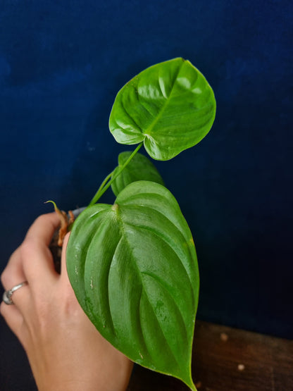 Philodendron Tenue