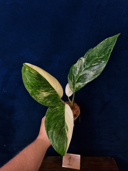 Monstera Lechleriana Variegata