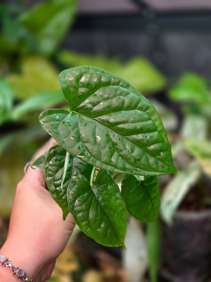 Monstera Membranacea Madison