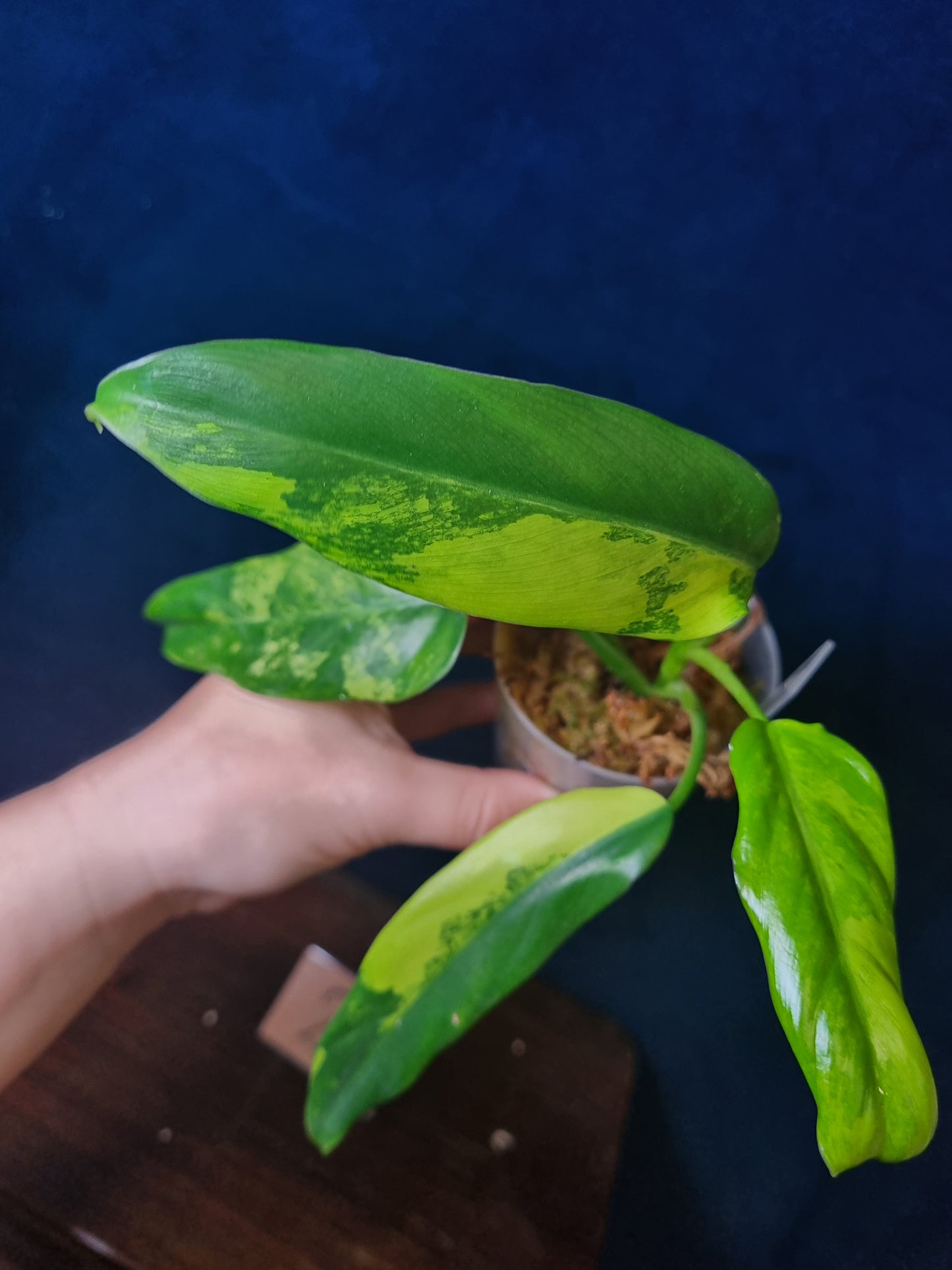 Philodendron Domesticum Variegata