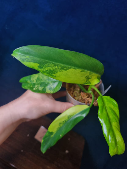 Philodendron Domesticum Variegata